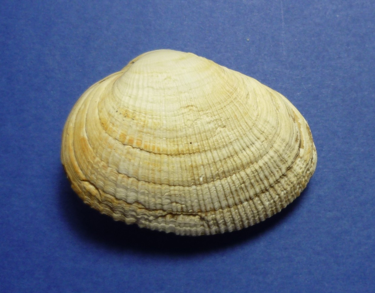 Eastonia rugosa